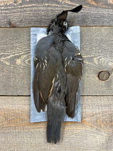 Valley Quail Skin Male Misc. Feathers