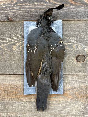 Valley Quail Skin Male Misc. Feathers