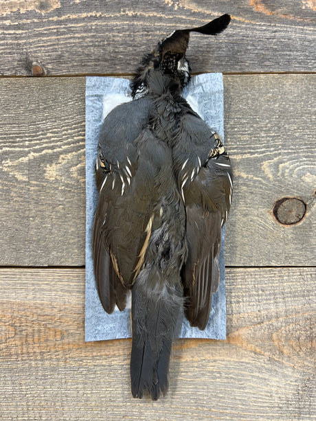 Valley Quail Skin Male Misc. Feathers