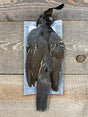 Valley Quail Skin Male Misc. Feathers