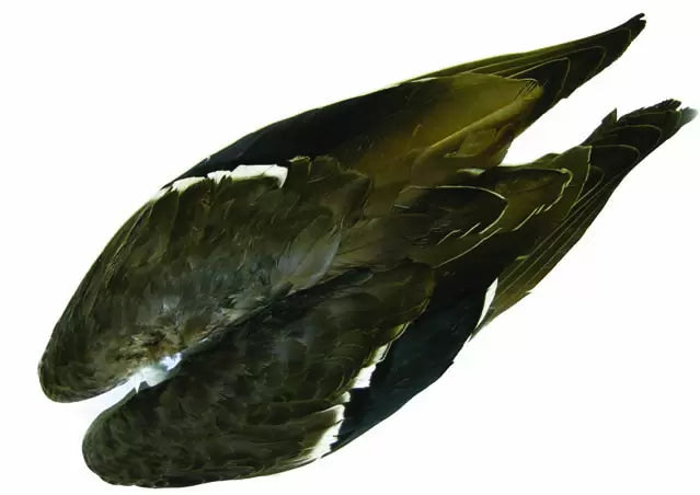 Wapsi Mallard Wing Pair Duck & Goose Feathers