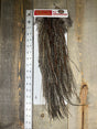 Whiting Bronze Midge Saddle Cree #6 Dry Fly Hackle
