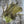 Whiting Farms CDL Schlappen Pack Pardo dyed Olive