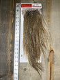 Whiting Pro Grade Saddle Cree #8 Dry Fly Hackle