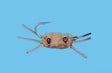 Bauer's Flats Crab Flies