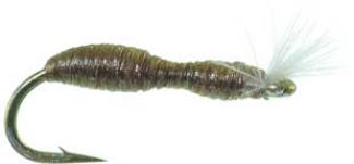 Blackfly Larva 18 Flies