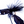 Boogle Amnesia Bug Black Galaxy / #10 Warmwater Flies