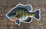 Casey Underwood 5" Sticker Bluegill Stickers