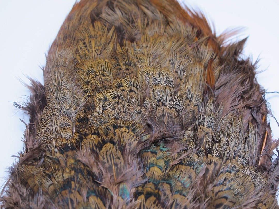 Fish Hunter Ringneck Pheasant Rump Patch – Dakota Angler & Outfitter
