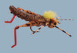 Furimsky's Hot Legs Hopper Tan Flies