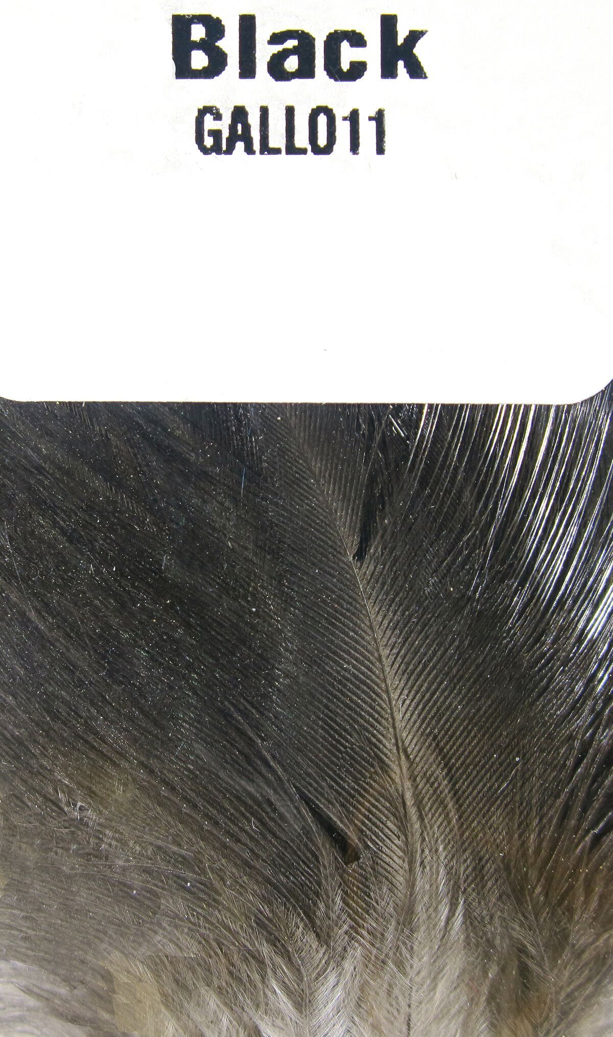 Pióra Hareline Gallo De Leon Saddle Feathers Black - Internetowy sklep wędkarski KN Pióra Hareline Gallo De Leon Saddle Feathers Black - Internetowy sklep wędkarski KN