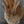 Hareline Strung Wooly Bugger Saddle Hackle 6-7" Nat. Brown #244 Saddle Hackle, Hen Hackle, Asst. Feathers