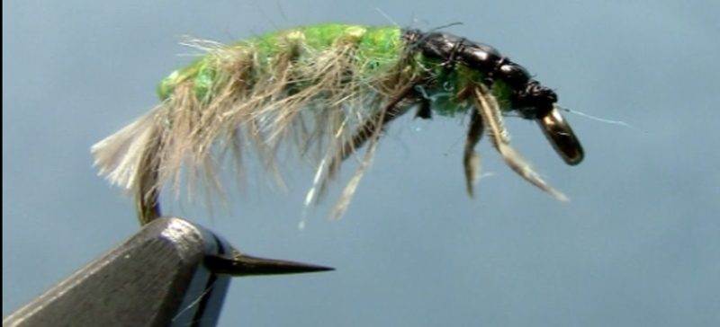 Hydropsyche Caddis Larvae fly fishing 