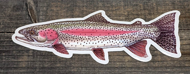 Jeff Currier Decals Rainbow Trout / 10 inch Stickers