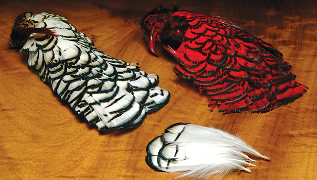 lady amherst head feathers 