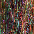 Larva Lace Angel Hair Rainbow Flash, Wing Materials