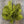 Mallard Barred Flank Light Olive Saddle Hackle, Hen Hackle, Asst. Feathers