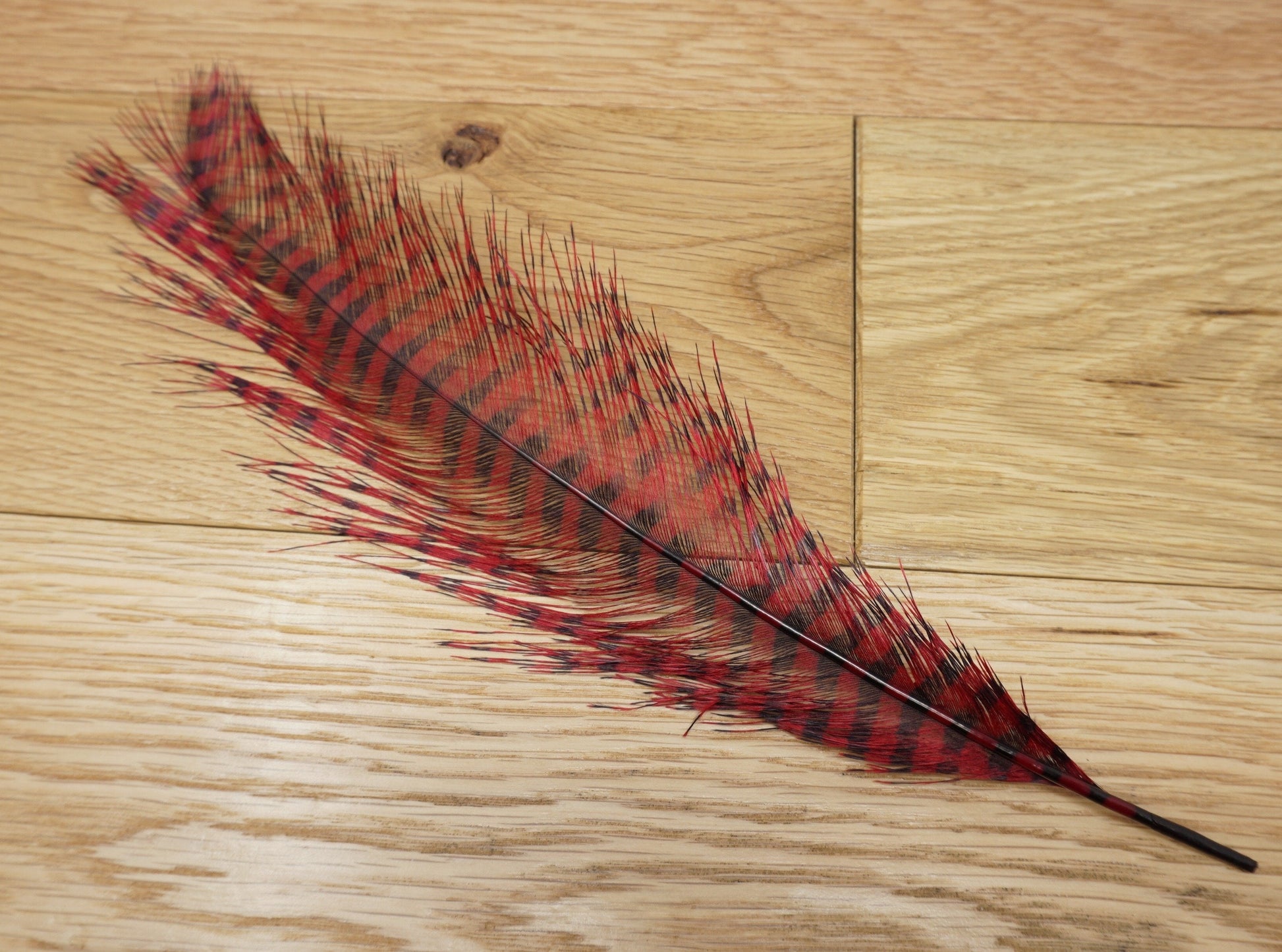 MFC Barred Ostrich Plume Red/Black - 1 Plume Saddle Hackle, Hen Hackle, Asst. Feathers