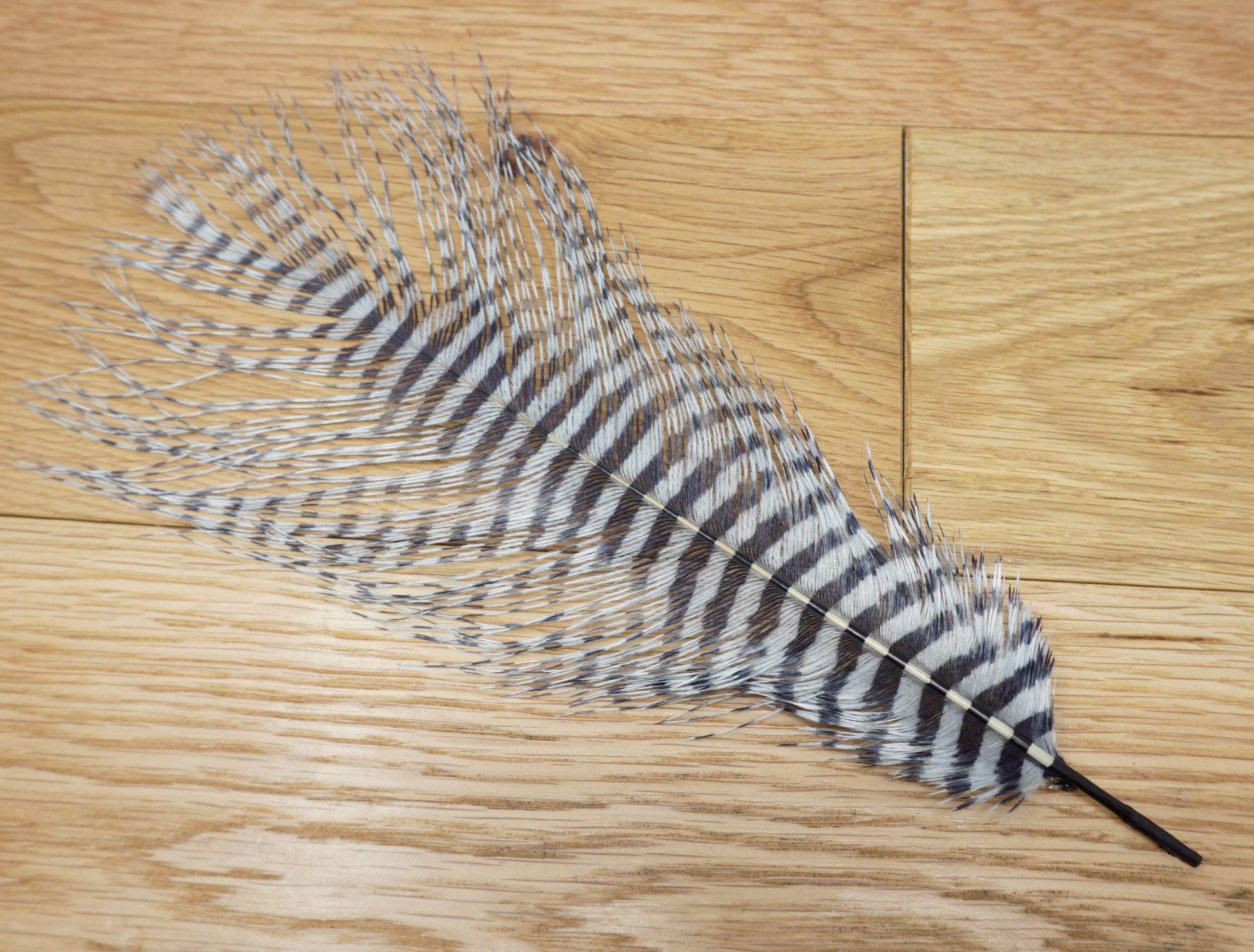 MFC Barred Ostrich Plume White/Black - 1 Plume Saddle Hackle, Hen Hackle, Asst. Feathers