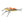 Morrish Hopper Golden / 08 Trout Flies