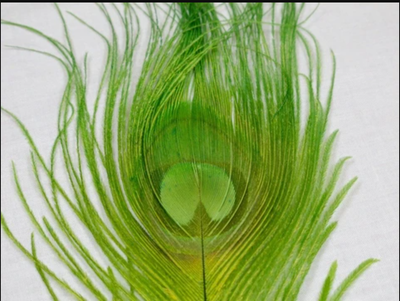 Nature's Spirit Dyed Peacock Sticks Caddis Green (DOB) Saddle Hackle, Hen Hackle, Asst. Feathers