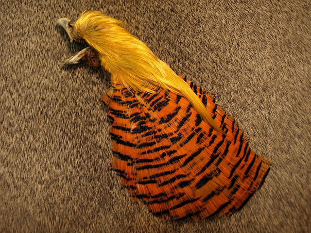 Nature's Spirit Golden Pheasant Complete Head