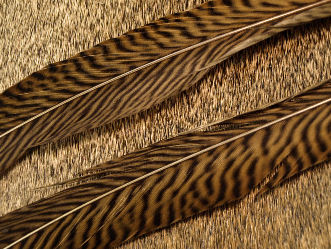 golden pheasant tail feathers fly tying