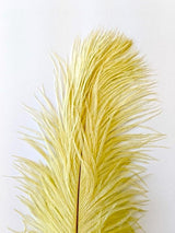 Nature's Spirit Ostrich Plume Saddle Hackle, Hen Hackle, Asst. Feathers