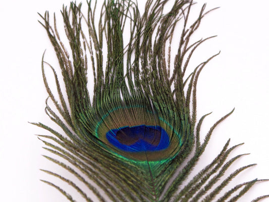 Nature's Spirit Peacock Eye Sticks Natural