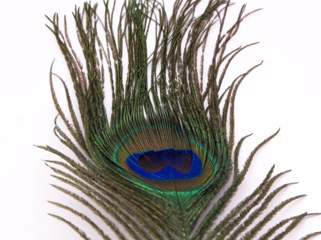 Nature's Spirit Peacock Eye Sticks Natural