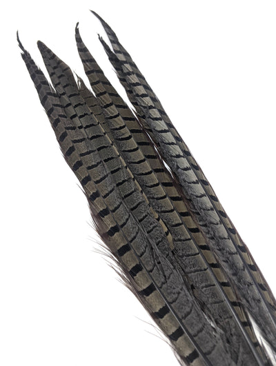 Nature's Spirit Ringneck Pheasant Side Tails - 3 tails - 12" to 14" Muskrat Gray Saddle Hackle, Hen Hackle, Asst. Feathers
