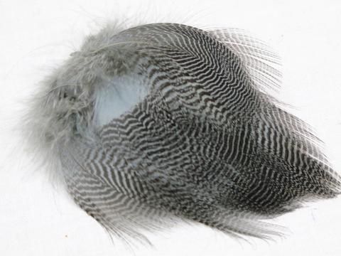 Nature's Spirit Teal Barred Flank - Select Feathers – Dakota
