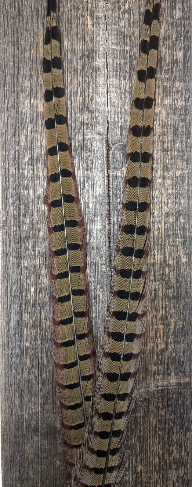 Nature's Sprit Ringneck Pheasant Center Tails Natural Saddle Hackle, Hen Hackle, Asst. Feathers