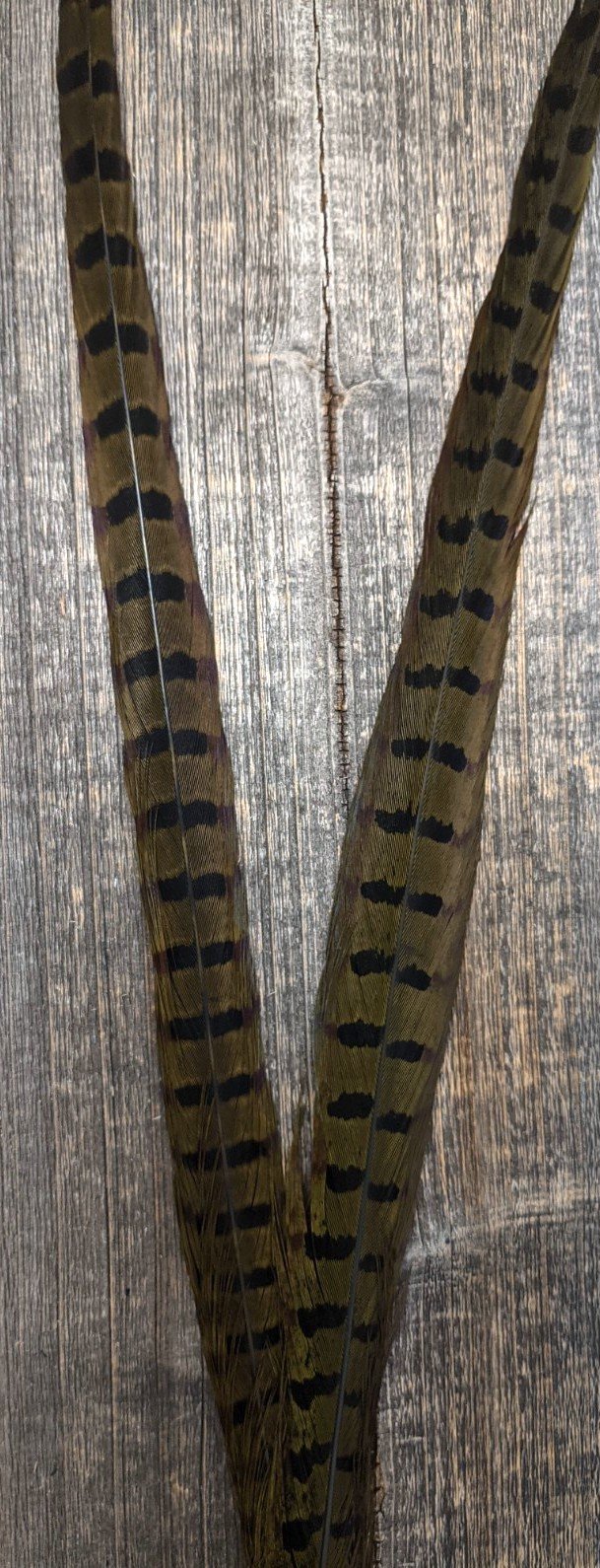 Nature's Sprit Ringneck Pheasant Center Tails Olive Saddle Hackle, Hen Hackle, Asst. Feathers