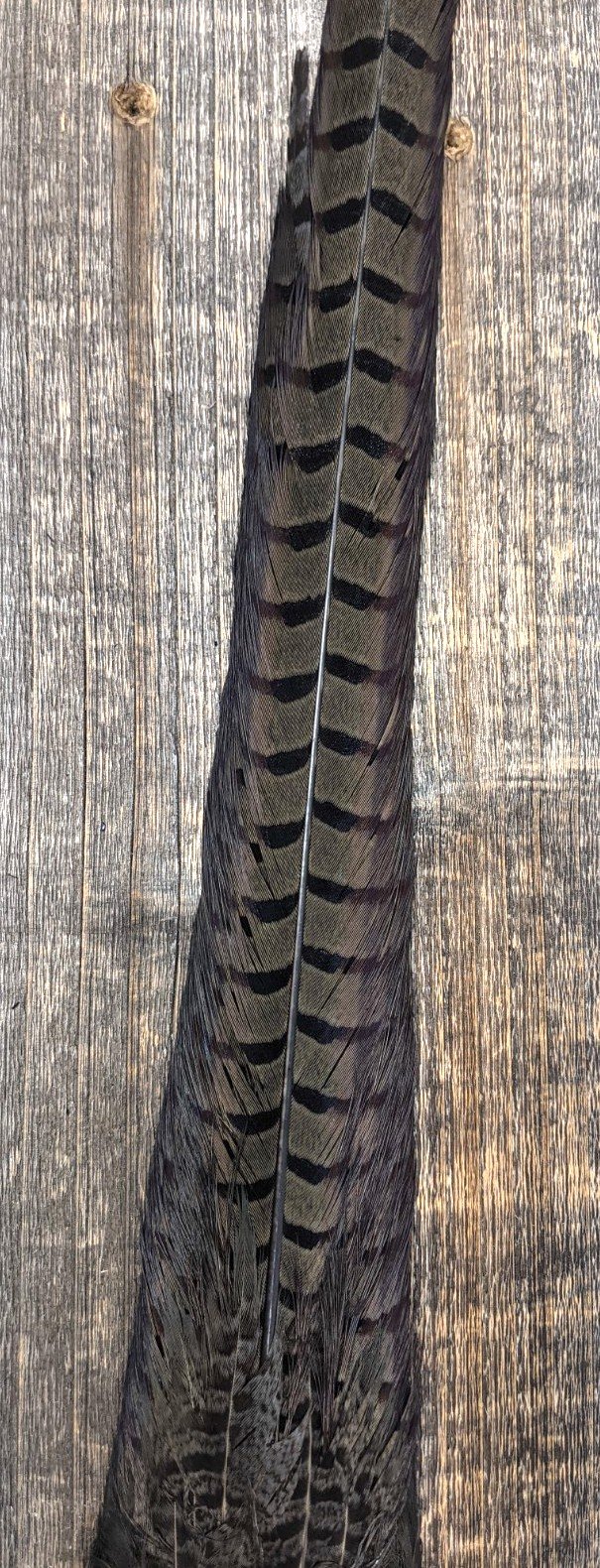 Nature's Sprit Ringneck Pheasant Tail Clump Muskrat Gray Saddle Hackle, Hen Hackle, Asst. Feathers