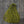 Perfectly Barred Sili Legs Hopper Yellow Rubber Legs