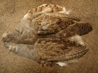 Select Hungarian Partridge Skin Natural Default Saddle Hackle, Hen Hackle, Asst. Feathers