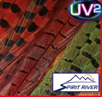Spirit River UV2 Ringneck Pheasant Tail