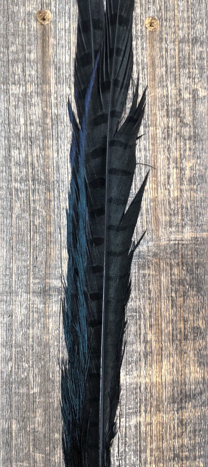 UV2 Ringneck Pheasant Tail Black 