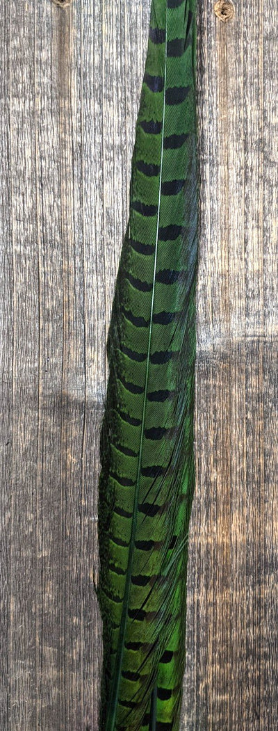 UV2 Ringneck Pheasant Tail Green #040 Saddle Hackle, Hen Hackle, Asst. Feathers