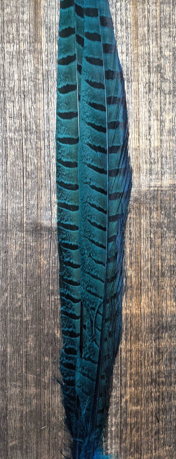 UV2 Ringneck Pheasant Tail Kingfisher Blue #096 Saddle Hackle, Hen Hackle, Asst. Feathers