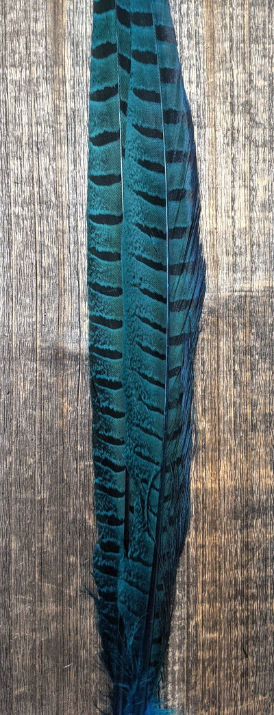 UV2 Ringneck Pheasant Tail Kingfisher Blue #096 Saddle Hackle, Hen Hackle, Asst. Feathers