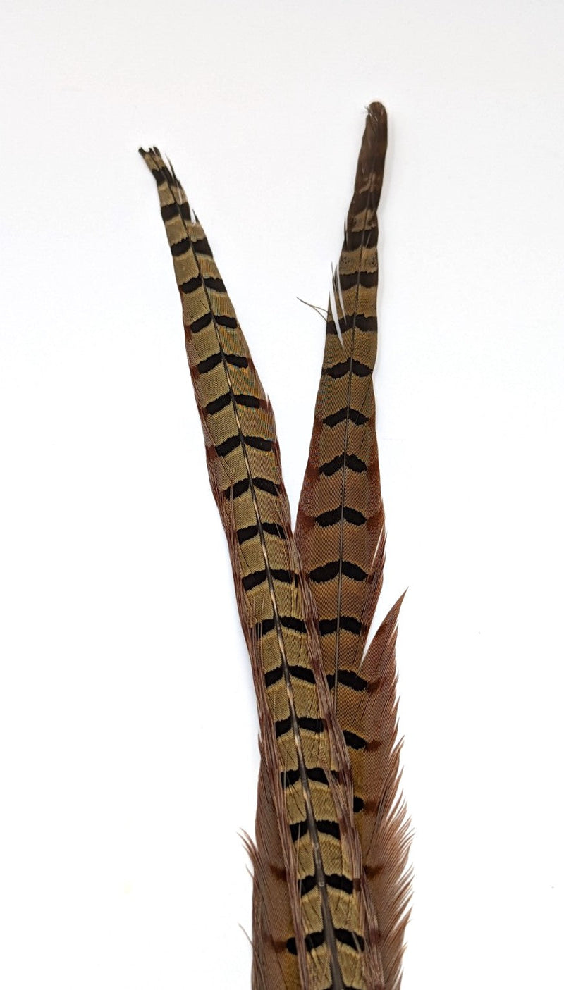 UV2 Ringneck Pheasant Tail Nat 