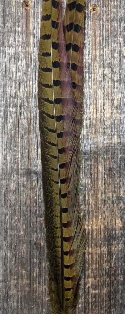 UV2 Ringneck Pheasant Tail Olive #030 Saddle Hackle, Hen Hackle, Asst. Feathers