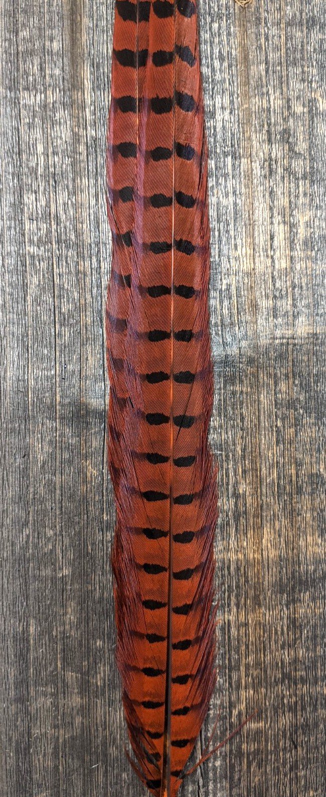 UV2 Ringneck Pheasant Tail Orange #090 Saddle Hackle, Hen Hackle, Asst. Feathers