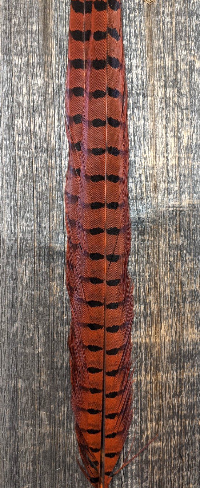 UV2 Ringneck Pheasant Tail Orange 