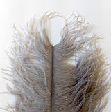 Wapsi Ostrich Plumes Dun Saddle Hackle, Hen Hackle, Asst. Feathers