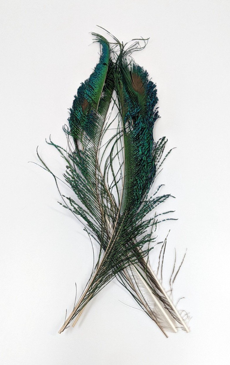 Wapsi Peacock Swords Saddle Hackle, Hen Hackle, Asst. Feathers