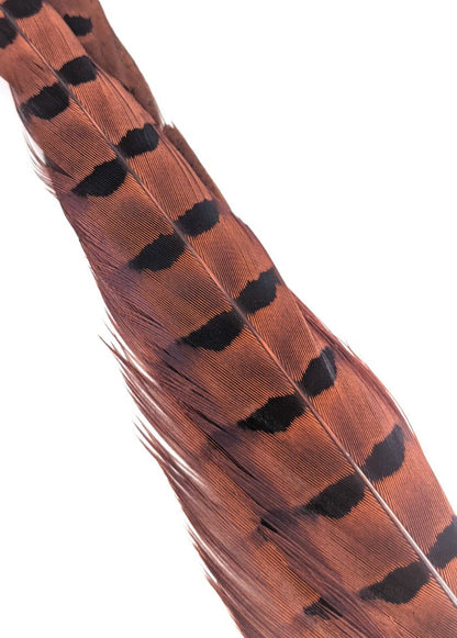 Wapsi Ringneck Pheasant Tail Feathers - 1 pair Orange Saddle Hackle, Hen Hackle, Asst. Feathers