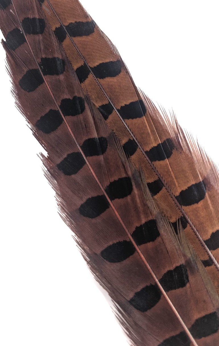 Wapsi Ringneck Pheasant Tail Feathers - 1 pair Rusty Brown Saddle Hackle, Hen Hackle, Asst. Feathers